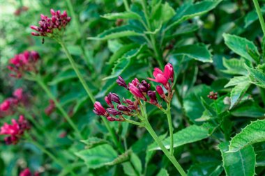 Bahçedeki güzel çiçekler