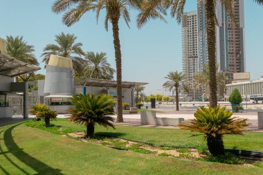 Parktaki palmiye ağaçları