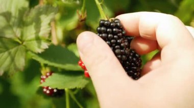 Ana hasat mevsiminde böğürtlen toplayanların elleri