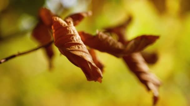 Hojas de otoño en el bosque — Vídeo de stock