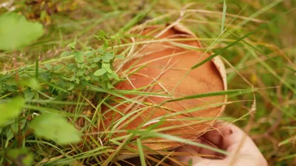 Pilzsuche im Wald. Mann sammelt Pilze mit der Hand — Stockvideo