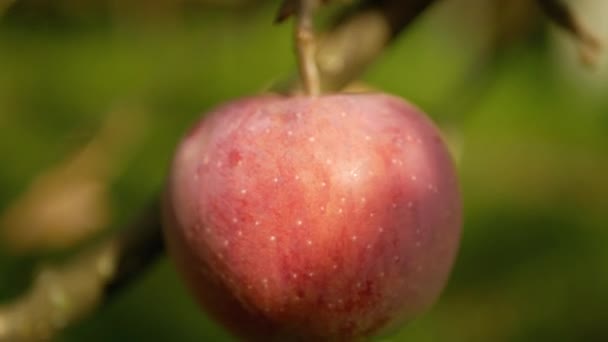 Apple on the tree in close up — Stock Video