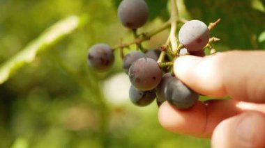 Adam bahçeden üzüm topluyor.