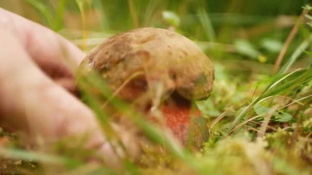 Pilze sammeln im Wald — Stockvideo