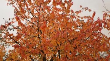 Ağacın arka planında kırmızı yapraklar.