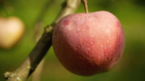 농부들의 손 이 빨간 익은 사과를 따고 있다. — 비디오