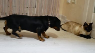 Renkli paltolu kedi dachshund köpeğiyle oynuyor.