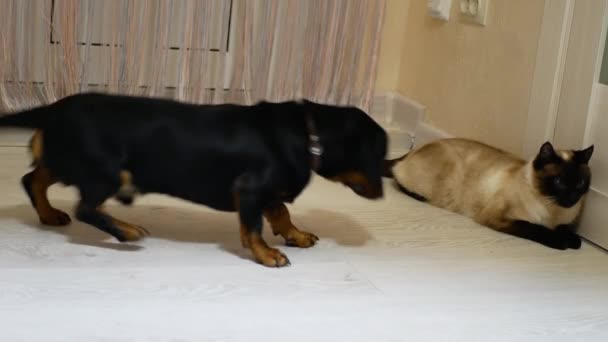 Renkli paltolu kedi dachshund köpeğiyle oynuyor. — Stok video