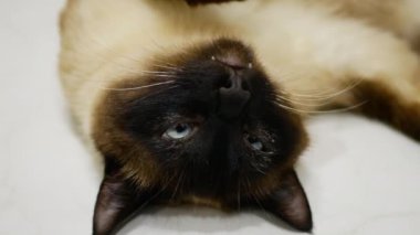 Zehirli hasta kedi sırt üstü yatıyor..