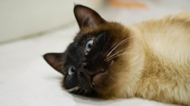 Oyuncu kedi beyaz bir arka planda sırt üstü yatıyor.