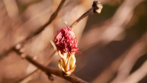 Close up de peônia de árvore no início da primavera — Vídeo de Stock