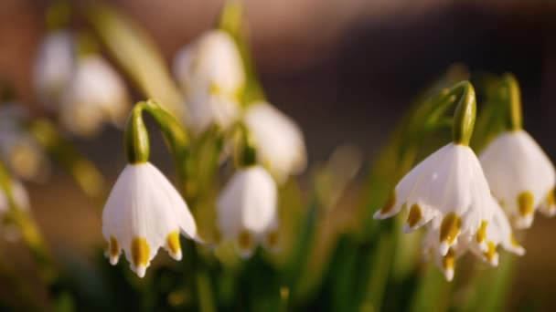 Τα πρώτα ανοιξιάτικα λουλούδια, τις χιονοπτώσεις στον κήπο, το φως του ήλιου — Αρχείο Βίντεο