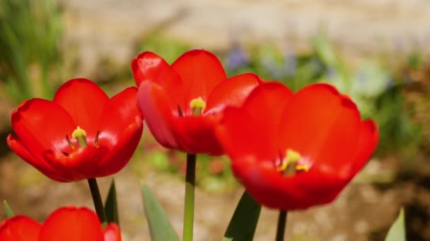 Röda tulpaner på våren — Stockvideo