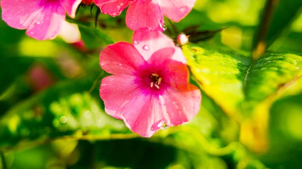Uma Flor Jardim Rosa Com Gotas Água Sol — Fotografia de Stock