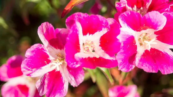 Flores Cor Rosa Perto Lado — Fotografia de Stock