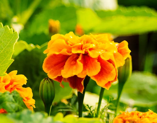 Fiore Giardino Arancione Con Gocce Acqua — Foto Stock