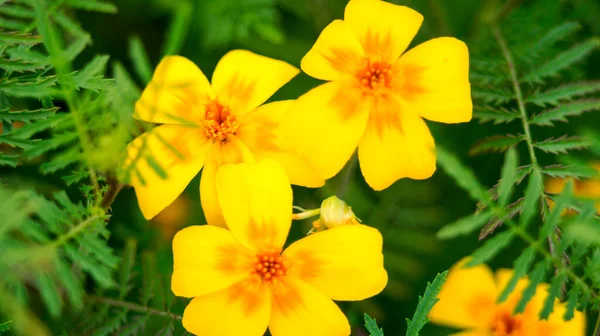 Three Orange Flowers Close — Stock Photo, Image