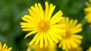 Biri sarı çiçek, diğeri güneşte.