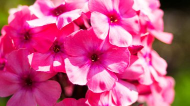 Güneşte pembe çiçekler kapanıyor