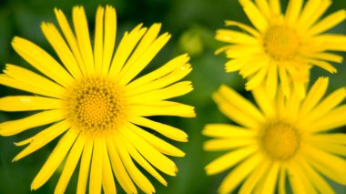 Üç sarı bahçe çiçeği tepeden kapanır.