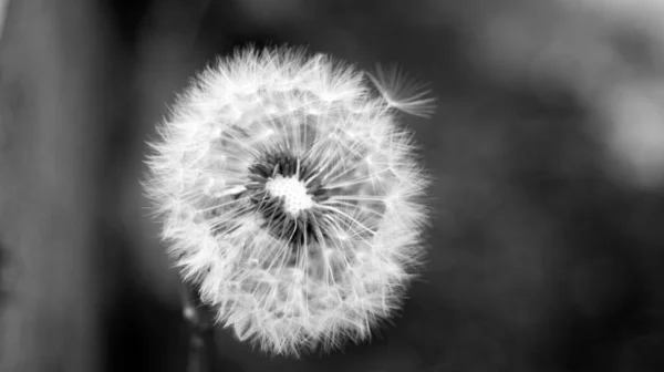Dandelion Black White Dark Background — Stock Photo, Image