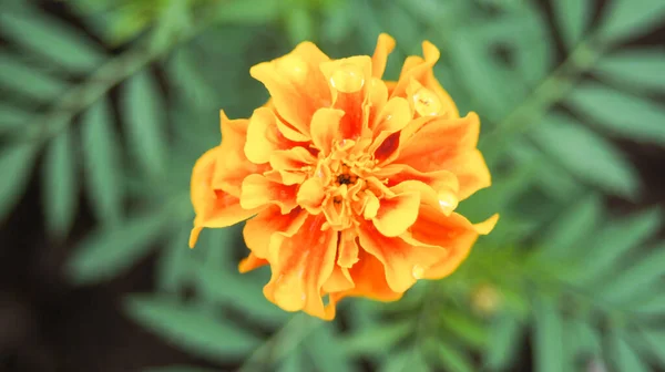 Оранжевый Цветок Капельками Воды Сверху — стоковое фото