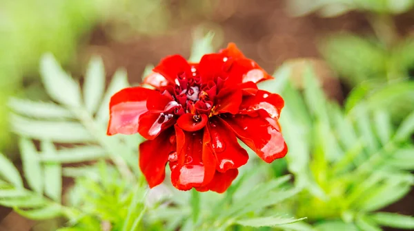 Fiore Rosso Dall Alto Con Una Goccia Acqua — Foto Stock