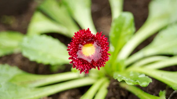 Fiore Rosso Con Foglie Verdi Con Goccia Acqua — Foto Stock