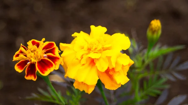 Два Сада Цветы Желтый Красный Бок Бок — стоковое фото