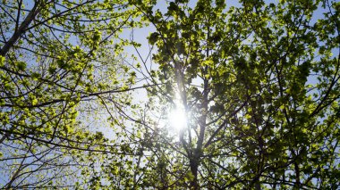 Güneş ışığı bir ağacın tepesinde.