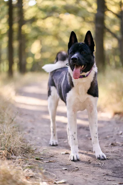 Cría Perros Husky Siberiano Caminando Bosque Otoño — Foto de Stock