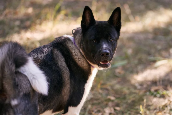 Pies Rasy Syberyjski Husky Spacery Jesiennym Lesie — Zdjęcie stockowe