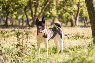Sibirya köpeği güz ormanlarında yürüyor.