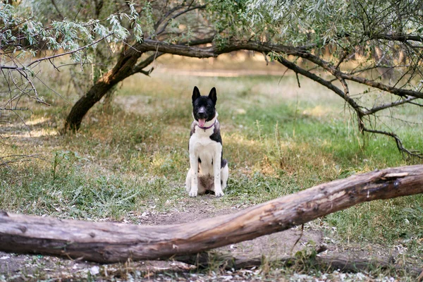 Cría Perros Husky Siberiano Caminando Bosque Otoño — Foto de Stock