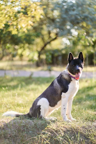 Cría Perros Husky Siberiano Caminando Bosque Otoño — Foto de Stock