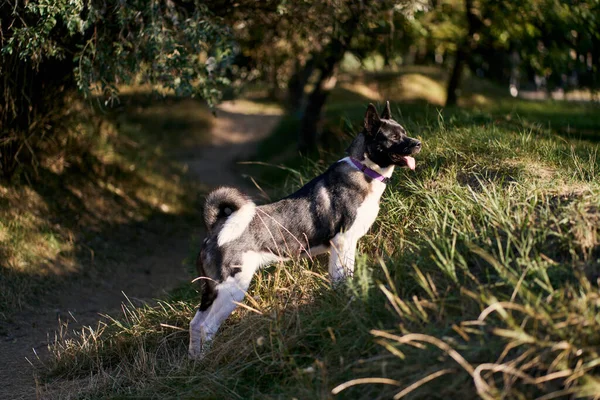 Cría Perros Husky Siberiano Caminando Bosque Otoño — Foto de Stock