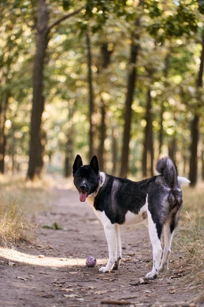 Cría Perros Husky Siberiano Caminando Bosque Otoño — Foto de Stock