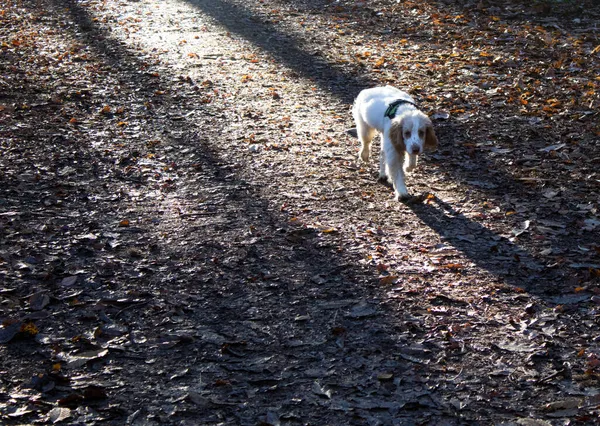 Spaniel Mit Ball Mund Läuft Einem Herbstmorgen Wald Mit Sonnenlicht — Stockfoto