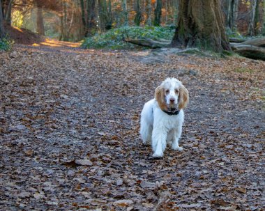 Sonbaharda dökülen yaprakların arkasında altın güneş parlayan kakaolu portresi.