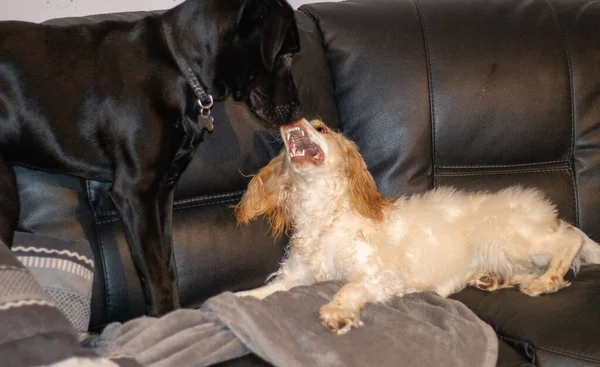 Labrador Spaniel Spelen Vechten Tonen Tanden Bijten — Stockfoto