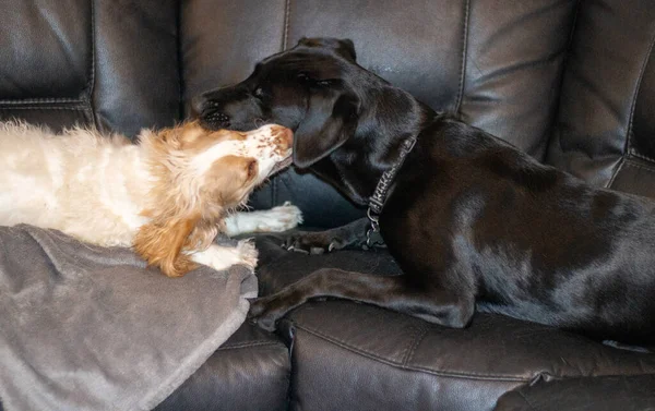 Labrador Und Spaniel Spielen Kampf Mit Zähnen Und Beißen — Stockfoto