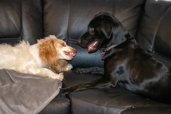 Labrador Španěl Hrají Boj Ukazující Zuby Kousání — Stock fotografie
