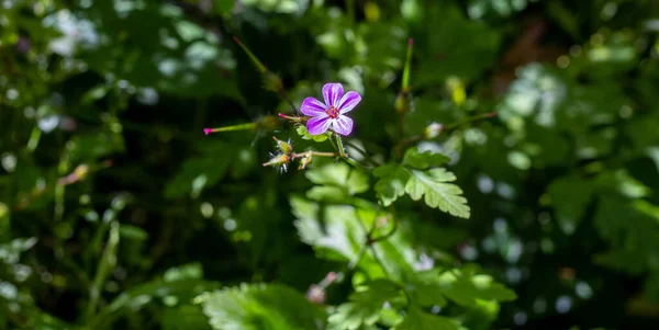 Small Purple Wild Flower Sun — Stock Photo, Image