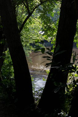 Güneşli gölet V şeklindeki ağaçların arasından görünüyor.