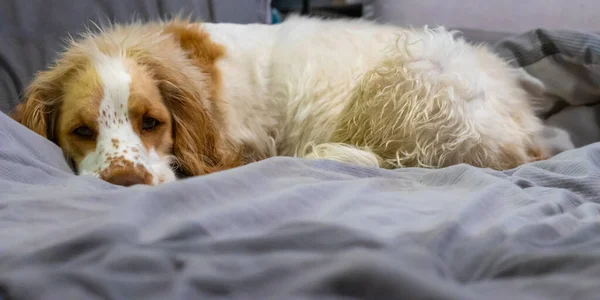 Tired and wet cocker spaniel laying on a bed