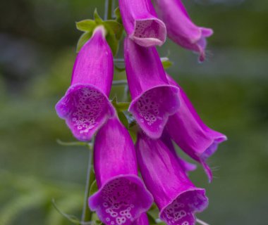 Mor eldivenleri kapatın.