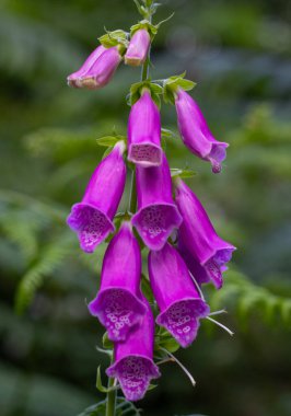 Mor eldivenleri kapatın.