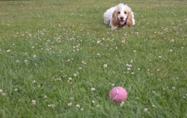 Spaniel dikkatle emir bekleyen topu izliyor.