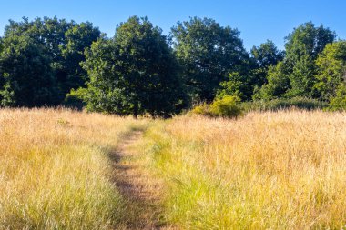 Parlak bir sabahta çimenlerin arasından ağaçlara doğru giden yol