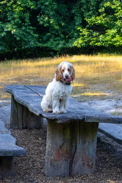 Spaniel dog sitting on picnic table with ball in his mouth in a country park